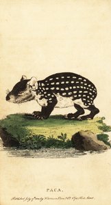 Paca des plaines ou paca tacheté, Cuniculus paca (gravure)