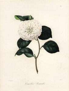 Camélia japonica variété, Camélia bonardii ou Camélia bonnardii