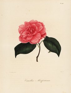 Camélia japonica variété, Camélia monfortiana