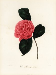 Camélia japonica variété, Camellia squamosa ou Camellia squammosa