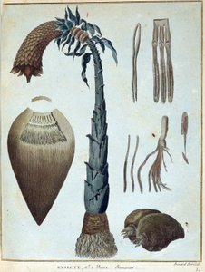 Banane - dans « Voyage en Nubie et en Abyssinie entrepris pour découvrir les sources du Nil pendant les années 1768 à 1772 », par James Bruce, vol. 1, Paris