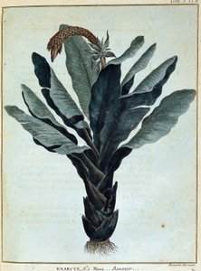 Banane - dans "Voyage en Nubie et Abyssinie entrepris pour découvrir les sources du Nil pendant les années 1768 à 1772", par James Bruce, vol. 1, Paris