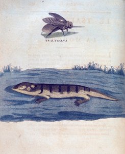 Mouche et lézard - dans "Voyage en Nubie et Abyssinie entrepris pour découvrir les sources du Nil pendant les années 1768 à 1772", par James Bruce, Paris
