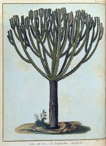 Kol-quall (Kol quall), euphorbia (cactus) - dans "Voyage en Nubie et Abyssinie entrepris pour découvrir les sources du Nil pendant les années 1768 à 1772", par James Bruce, vol. 1, Paris - James Bruce