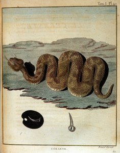 Serpent - dans "Voyage en Nubie et Abyssinie entrepris pour découvrir les sources du Nil pendant les années 1768 à 1772", par James Bruce, Paris