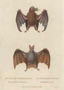 Chauve-souris Glossophage sans queue et chauve-souris Megaderme Lyre (gravure en couleur) - James (after) Basire