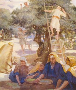 Terre Sainte : Une oliveraie