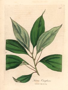 Camphrier, Laurus camphora, d