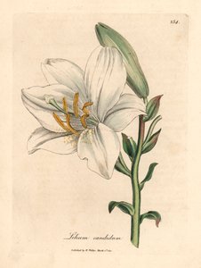 Lys blanc commun, Lilium candidum, d