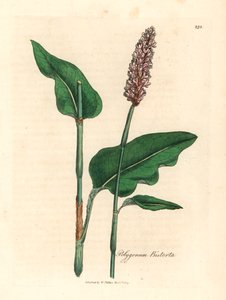 Bistorte officinale, Polygonum bistorta, d