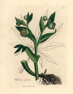 Hellébore fétide à fleurs vertes ou pied d