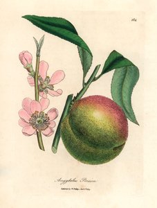 Pêcher avec fruit mûr et fleur rose, Amygdalus persica, d