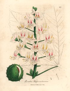 Fleur rose et fruit du marronnier d