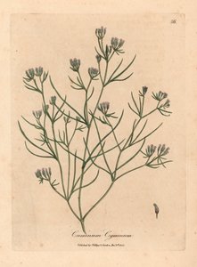 Cumin à fleurs roses, Cuminum cyminum, d