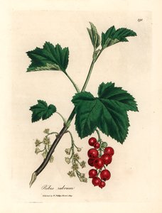 Groseillier rouge, Ribes rubrum, d