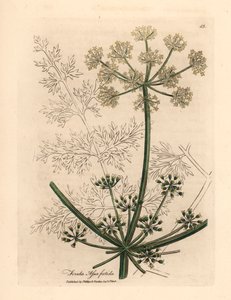 Fenouil géant à fleurs blanches ou asafetida, Ferula assafoetida, d