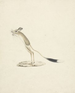 Jerboa No. 4 - James 1730 94 Bruce