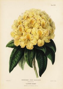 Rhododendron doré, Rhodendron aureum magniflorum