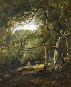 Figures dans les bois