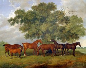 Le Theobald Stud