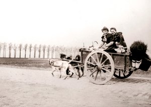 Chiens tirant des femmes sur une charrette, Anvers