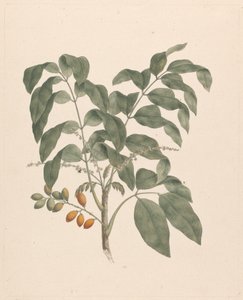 Brucea antidysenterica J. Miller (Arbre de James Bruce) : dessin fini avec tige de fruits ajoutée - James Bruce
