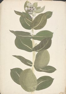 Calotropis procera (Ait.) Ait. f. (Pomme de Sodome, Arbre auriculaire) : dessin fini de la plante en fleur et en fruit