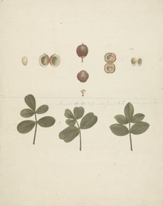 Commiphora gileadensis (L.) C. Chr. (Baume de Galaad, Opobalsam) : dessin fini de fruits, fruits disséqués et feuilles - James Bruce