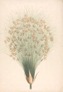 Cyperus papyrus L. (Papyrus) : dessin fini de l