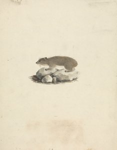 Heterohyrax brucei (Daman des Rochers à Taches Jaunes)