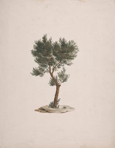 Juniperus procera Endl. (Cèdre à crayon africain): dessin fini de l