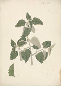 Labiatae (espèce indéterminée) : dessin fini d