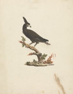 Lophaetus occipitalis (Aigle à longue crête) - James Bruce