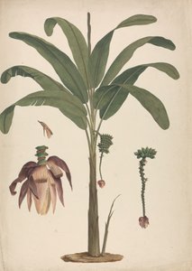Musa x sapientum L. (Banane) : dessin fini avec détails de l