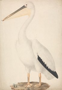 Pelecanus onocrotalus (Grand Pélican Blanc)