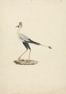 Sagittarius serpentarius (Oiseau secrétaire) - James Bruce