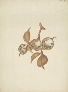 Sterculia africana (Lour.) Fiori : dessin fini de la tige avec des gousses de graines, certaines ouvertes montrant des graines