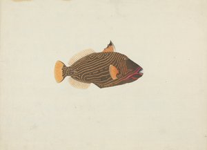 Poisson non identifié - James Bruce