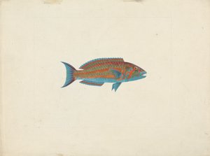 Poisson non identifié - James Bruce