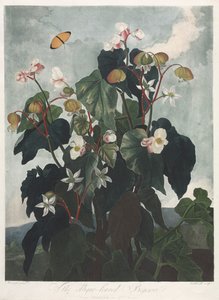 Le Temple de Flora, ou Jardin de la Nature : Le Bégonia à feuilles obliques, 1800
