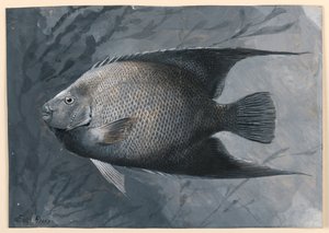 Poisson-ange - James Carter Beard