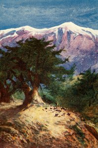 Cèdres du Liban - Matt. xii. 33, vers 1924. Créateurs : James Clark, Henry A Harper - James Clark and Henry A Harper