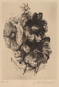 Hollyhocks simples foncées