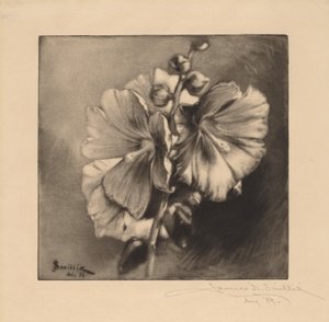 Rose trémière