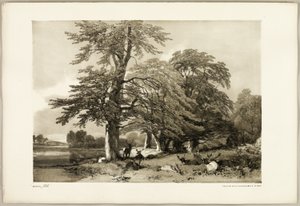 Hêtre, du Parc et la Forêt