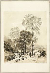 Bouleau et chêne, du parc et de la forêt