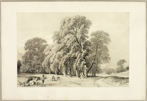 Platanes, du Parc et la Forêt