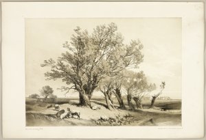 Saule têtard, du Parc et la Forêt