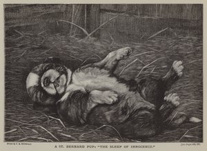 Un chiot Saint-Bernard : le sommeil de l