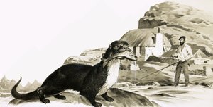 Loutre avec poisson et homme en train de pêcher